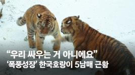 영천시장 호돌이 청과점 | 호돌이 할부지 흐뭇하시죠? 36년만에 54마리 된 '한국 호랑이' - kakaoTV 호돌이 할부지 흐뭇하시죠? 36년만에 54마리 된 '한국 호랑이'