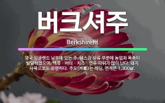 🌟버크셔주: 영국 잉글랜드 남부에 있는 주. 템스강 상류 부분에 농업과 목축이 발달하였으며, 맥류ㆍ버터ㆍ치... - 표준국어대사전