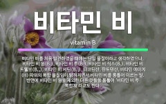 🌟비타민 비: 비타민 비를 처음 발견하였을 때에는 단일 물질이라고 생각하였으나, 비타민 비 원(B<span... - 표준국어대사전