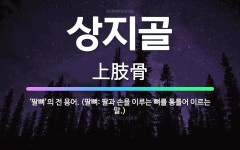 상지골건강원 | 🌟상지골: ‘팔뼈’의 전 용어. (팔뼈: 팔과 손을 이루는 뼈를 통틀어 이르는 말.) - 표준국어대사전