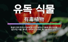 🌟유독 식물: 독성이 있어 먹거나 피부에 닿으면 사람이나 가축에 중독 현상을 일으키는 식물. 옻나무, 파리... - 표준국어대사전