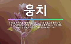 심가솟대촌 늘봄농원점 | 🌟웅치: 심마니들의 은어로, ‘소’를 이르는 말. (소: 솟과의 포유류. 몸의 높이는 1.2~1.5미터이며... - 표준국어대사전