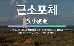 🌟근소포체: 근원섬유의 주위를 빽빽하게 둘러싼, 가로무늬근의 섬유막. 근원섬유의 수축과 이완 과정에 관여한다. - 표준국어대사전