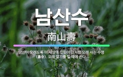 🌟남산수: 남산이 오래도록 이 세상에 있듯이 그처럼 오래 사는 수명(壽命). 오래 살기를 빌 때에 쓴다. - 표준국어대사전