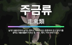 다리가셋날개가셋3.3치킨 | 🌟주금류: 날개가 불완전하여 날지는 못하고, 다리가 길고 튼튼하여 걷고 달리기를 잘하는 새를 통틀어 이르는... - 표준국어대사전