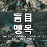 盲目(맹목)의 뜻과 관련 한자어
