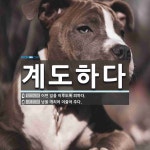 계도하다 뜻