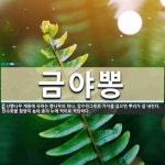 농업회사법인뽕나무한그루주식회사 | 금야뽕 뜻: 산뽕나무 계통에 속하는 뽕나무의 하나. 암수한그루로 가지를 심으면 뿌리가 잘 내린다. 탄수