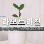 미유셀리진 | 라모트리진 뜻
