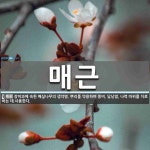매근 뜻: 장미과에 속한 매실나무의 생약명. 뿌리를 약용하며 풍비, 담낭염, 나력 따위를 치료하는 데