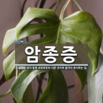 세레니티스테이종암 | 암종증 뜻