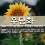 우담화 뜻