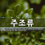 다리가셋날개가셋3.3치킨 | 주조류 뜻: 날개가 불완전하여 날지는 못하고, 다리가 길고 튼튼하여 걷고 달리기를 잘하는 새를 통틀어 주조류 뜻: 날개가 불완전하여 날지는...