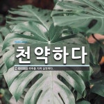 천약하다 뜻: 약속을 지켜 실천하다.