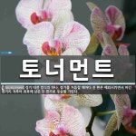 최*진(경기82배1984) | 토너먼트 뜻: 경기 대전 방식의 하나. 경기를 거듭할 때마다 진 편은 제외시키면서 이긴 편끼리 겨루어 최