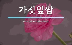 쌈싸먹는국민짜글이앤두가지떡볶이 | 가짓잎쌈 뜻: 가지의 잎을 쪄서 밥을 싸 먹는 쌈.