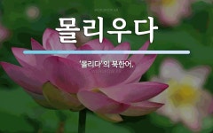 몰리우다 뜻: ‘몰리다’의 북한어.
