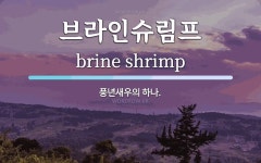 오뜨브라인슈림프 | 브라인슈림프 뜻: 풍년새우의 하나.