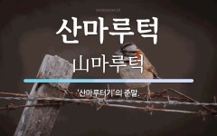 산마루턱 뜻: ‘산마루터기’의 준말.