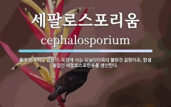 이에스포리움 | 세팔로스포리움 뜻: 흙에 존재하는 곰팡이. 토양에 사는 모닐리아목의 불완전 곰팡이로, 항생 물질인 세팔로스포린