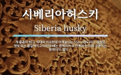 시베리아허스키냉면 수원대점 | 시베리아허스키 뜻: 개 품종의 하나. 늑대와 비슷한데 어깨높이는 55cm 정도이다. 몸빛은 잿빛 또는 황갈색이