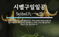 시벨구일일공 뜻: 프랑스가 원산지인 포도 품종의 하나. 우리나라에서 백포도주용으로 많이 이용된다. 포도송이는