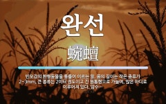 완선네수입코너 | 완선 뜻: 빈모강의 환형동물을 통틀어 이르는 말. 몸의 길이는 작은 종류가 2~3mm, 큰 종류는 2