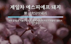 (주)에스피씨지에프에스우리에프엔비직원식당 | 제일차 에스피에프 돼지 뜻: 제왕 절개술로 적출한 뒤 무균실에서 사육하여 특정 미생물에 노출되지 않은 돼지.