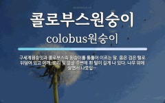 콜로속&콜로보크 | 콜로부스원숭이 뜻: 구세계원숭잇과 콜로부스속 원숭이를 통틀어... 몸은 검은 털로 뒤덮여 있고 어깨, 콜로부스원숭이 뜻: 구세계원숭잇과...
