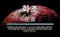 화조 뜻: 꽃벼룩과의 곤충. 몸의 길이는 3~5.5mm이고 몸의 색깔은 검은색이고 등 쪽의 털은 검은