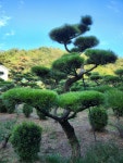 세일경영.조경컨설팅 | 세일농원 조경수팝니다 : 트리디비