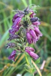 Penstemon whippleanus