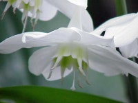 Amazon Lily - Wikidata Amazon Lily