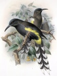 List of Hawaiian species extinct in the Holocene