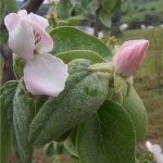 Cydonia oblonga
