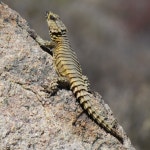 Armadillo girdled lizard