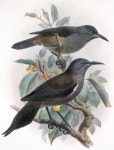 Kauaʻi ʻōʻō