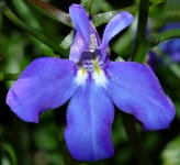 Lobelia erinus