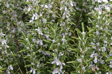 신진마린㈜ | Horticulture/Rosmarinus officinalis