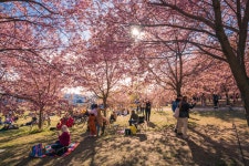 Hanami