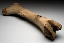 Wikipedia:Featured picture candidates/Left femur of extinct elephant