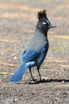 List of birds of British Columbia