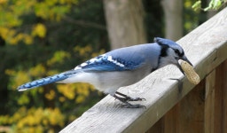Blue jay