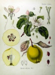 Quince cheese