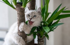 Download Cool Cat Hugging Plant Wallpaper | Wallpapers.com