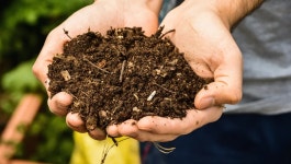Download Brown Soil On The Hand Wallpaper | Wallpapers.com