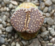 리톱스 쥴리 플러리Lithops julii fulleri-198 : 리톱스 - 엑스플랜트