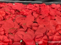 Thousands of poppies honor fallen service members on the National Mall - WTOP News