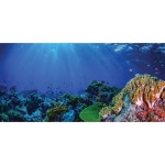 Apollo Design Designscape - DSC-000296/22x46x1/64" Apollo Design Designscape - DSC-000296/22x46x1/64" - Coralscape