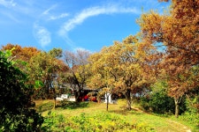 Buyeo 10 Scenic Views > Cultural Tour > 부여군청